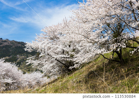 Higashichichibu Village, Saitama Prefecture, Toyama's Thousand Cherry Blossoms Higashichichibu Village, Saitama Prefecture, Toyama's Thousand Cherry Blossoms 113530884