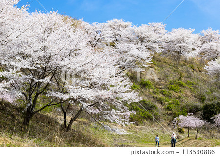 Higashichichibu Village, Saitama Prefecture, Toyama's Thousand Cherry Blossoms 113530886