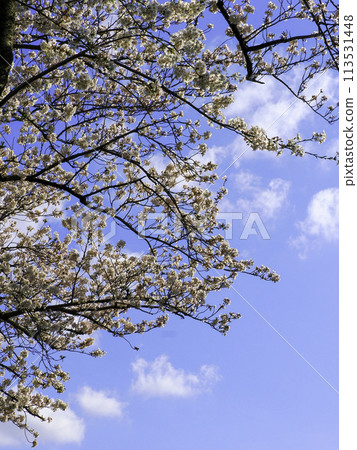 Sakura that shines in the blue sky Sakura that shines in the blue sky 113531448