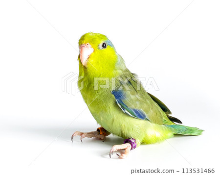 Forpus parrot bird on the white background Forpus parrot bird on the white background 113531466