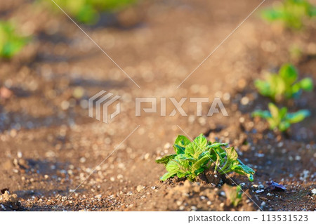 剛剛發芽的馬鈴薯芽 剛剛發芽的馬鈴薯芽 113531523