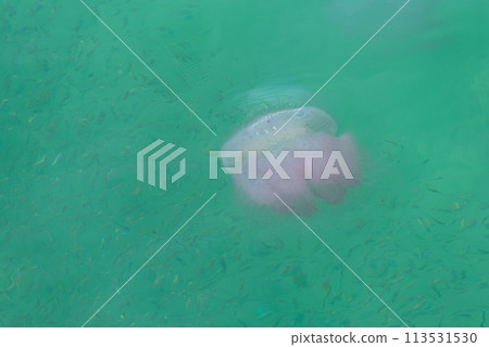 Jellyfish amidst school of fish in green sea. 113531530