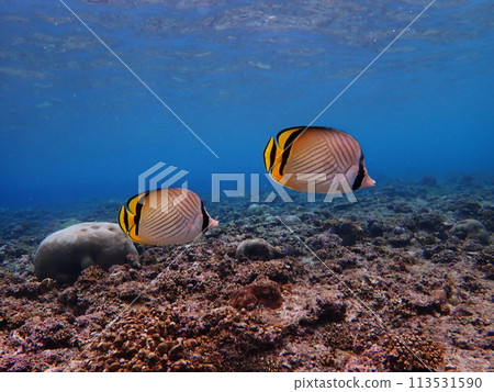 蝴蝶魚在沖繩著名的潛水勝地真榮田岬游泳 113531590