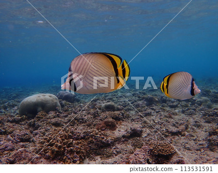 蝴蝶魚在沖繩著名的潛水勝地真榮田岬游泳 蝴蝶魚在沖繩著名的潛水勝地真榮田岬游泳 113531591
