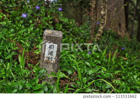 Neodani Usuzumizakura (cherry blossoms with leaves) 113531662