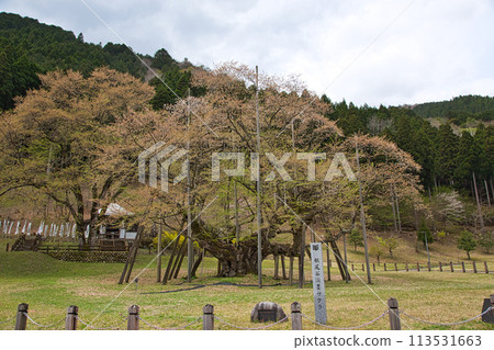 Neodani Usuzumizakura (cherry blossoms with leaves) 113531663