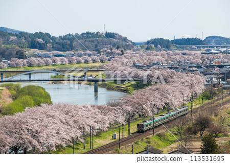 Hitome Senbonzakura A train runs on the Shiroishi River bank, where Yoshino cherry trees are in full bloom, with cherry blossom viewing visitors. 113531695