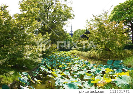 東寺院內的蓮花池 東寺院內的蓮花池 113531771