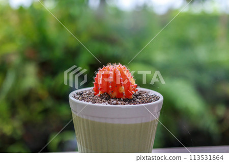 beautiful red cactus in small pot 113531864