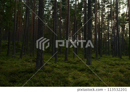 Pine forest after a large scale fire in France, Landscape of a burnt forest, New green vegetation after a forest fire Pine forest after a large scale fire in France, Landscape of a burnt forest, New green vegetation after a forest fire 113532201