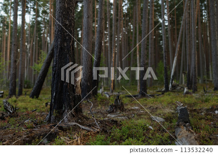 Pine forest after a large scale fire in France, Landscape of a burnt forest, New green vegetation after a forest fire Pine forest after a large scale fire in France, Landscape of a burnt forest, New green vegetation after a forest fire 113532240