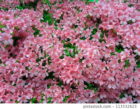 大道杜鵑花盛開 / 杜鵑花盛開,路邊樹木 大道杜鵑花盛開 / 杜鵑花盛開,路邊樹木 113532623