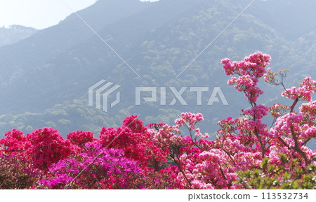 Kurume azalea 113532734