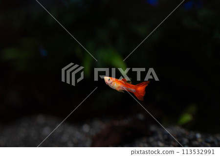 紅色的熱帶魚優雅地遊動~淡水魚~ 紅色的熱帶魚優雅地遊動~淡水魚~ 113532991