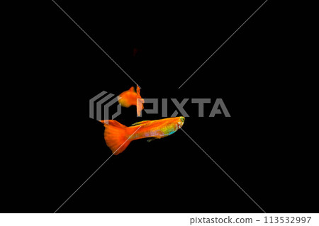 Gracefully swimming red tropical fish ~ Freshwater fish ~ 113532997