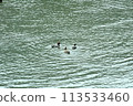 鴨 113533460