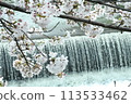 櫻花和水流 113533462