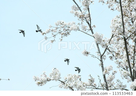 櫻花與和平 113533463