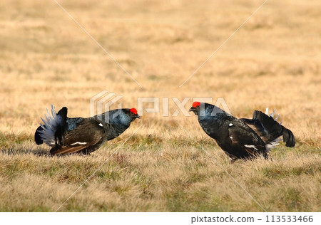 Two black grouse facing each other Two black grouse facing each other 113533466