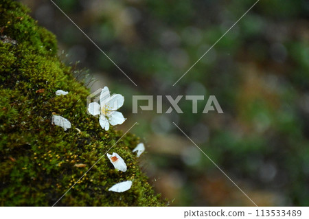 苔蘚和櫻花 113533489