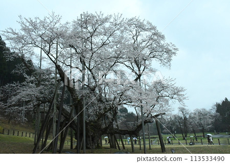 淡櫻桃樹 113533490