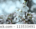 櫻花和滴 113533491
