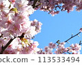 櫻桃樹 113533494