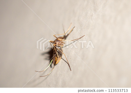 Mosquito on the wall background close up Mosquito on the wall background close up 113533713