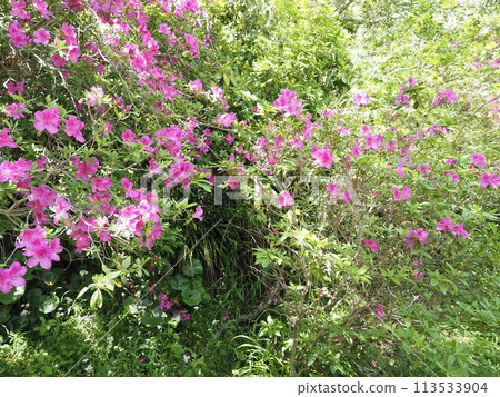 杜鵑花花材 杜鵑花花材 113533904