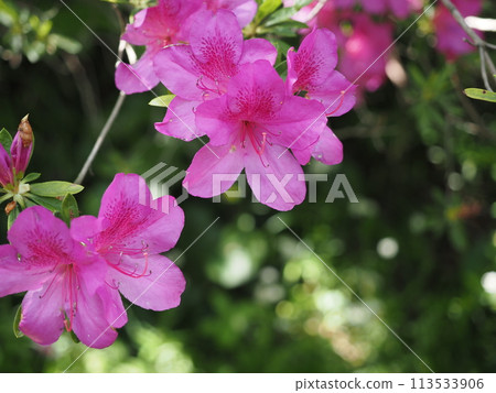 Azalea flower material 113533906
