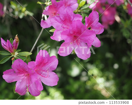 杜鵑花花材 杜鵑花花材 113533908