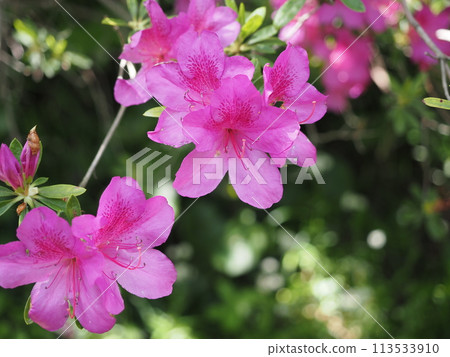Azalea flower material Azalea flower material 113533910