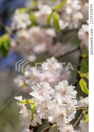 Cherry tree in full bloom  113533974