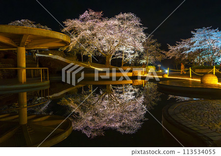 Michinoku Lakeside National Park: Nighttime cherry blossom illumination "Michinoku Flower Lights" Kawasaki Town, Miyagi Prefecture 113534055