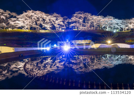 Michinoku Lakeside National Park: Nighttime cherry blossom illumination "Michinoku Flower Lights" Kawasaki Town, Miyagi Prefecture 113534120
