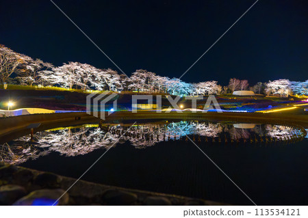 Michinoku Lakeside National Park: Nighttime cherry blossom illumination "Michinoku Flower Lights" Kawasaki Town, Miyagi Prefecture 113534121