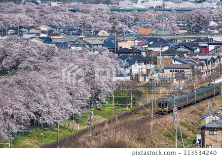 Hitome Senbonzakura A train runs on the Shiroishi River bank, where Yoshino cherry trees are in full bloom, with cherry blossom viewing visitors. 113534240