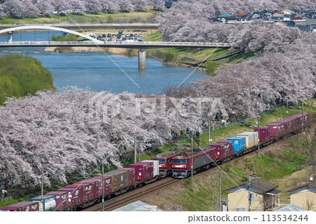 A freight train crosses the banks of the Shiraishi River, where the Somei-Yoshino cherry trees are in full bloom. 113534244
