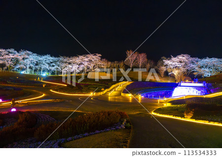 Michinoku Lakeside National Park: Nighttime cherry blossom illumination "Michinoku Flower Lights" Kawasaki Town, Miyagi Prefecture Michinoku Lakeside National Park: Nighttime cherry blossom illumination "Michinoku Flower Lights" Kawasaki Town, Miyagi Prefecture 113534333