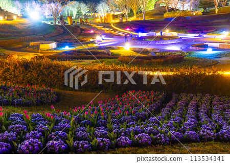 Michinoku Lakeside National Park: Nighttime cherry blossom illumination "Michinoku Flower Lights" Kawasaki Town, Miyagi Prefecture 113534341