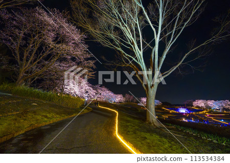 Michinoku Lakeside National Park: Nighttime cherry blossom illumination "Michinoku Flower Lights" Kawasaki Town, Miyagi Prefecture Michinoku Lakeside National Park: Nighttime cherry blossom illumination "Michinoku Flower Lights" Kawasaki Town, Miyagi Prefecture 113534384