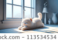 A cat relaxing by the windows 113534534