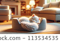 White cat sleeping on the sofa 113534535