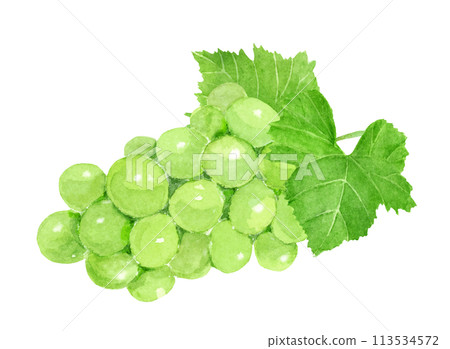 Watercolor illustration of Muscat 113534572