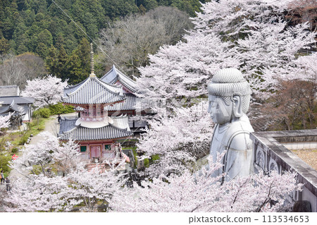坪坂寺的櫻花大佛 坪坂寺的櫻花大佛 113534653