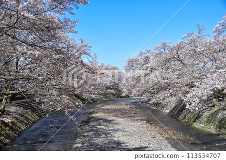 Shichitanigawa "Path of Peace" Cherry Blossoms 113534707
