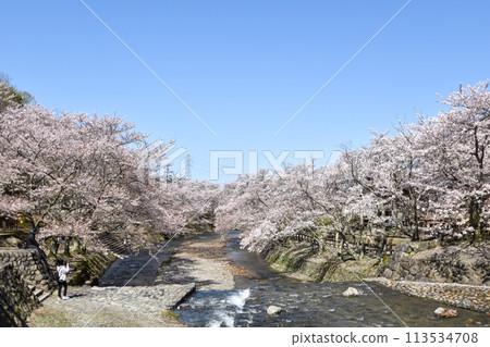 Shichitanigawa "Path of Peace" Cherry Blossoms Shichitanigawa "Path of Peace" Cherry Blossoms 113534708
