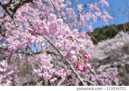 Shichitanigawa "Path of Peace" Cherry Blossoms Shichitanigawa "Path of Peace" Cherry Blossoms 113534721