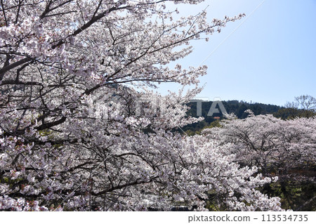 Shichitanigawa "Path of Peace" Cherry Blossoms Shichitanigawa "Path of Peace" Cherry Blossoms 113534735