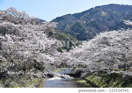 Shichitanigawa "Path of Peace" Cherry Blossoms Shichitanigawa "Path of Peace" Cherry Blossoms 113534741